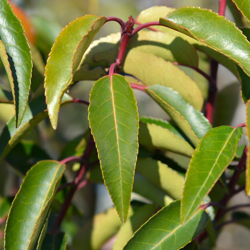 Laurowiśnia iberyjska Angustifolia (Ulistnienie)