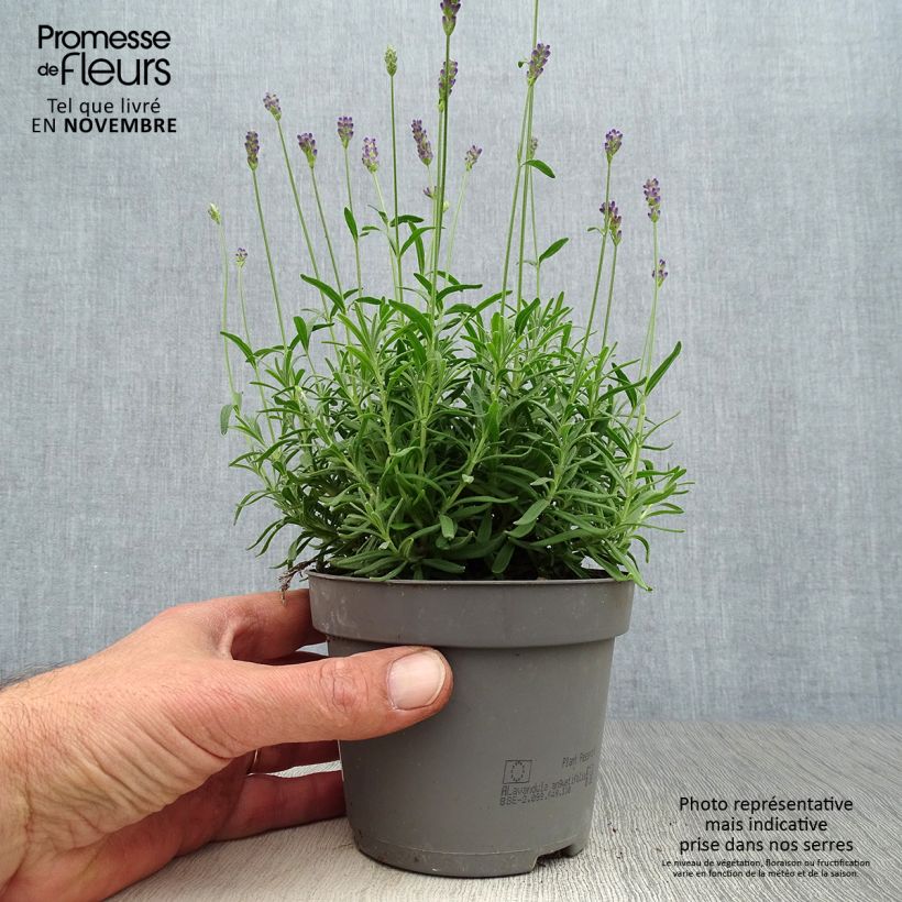 Przykładowy wygląd Lawenda wąskolistna Hidcote Doniczka 12 cm / 13 cm w momencie dostawy jesienią