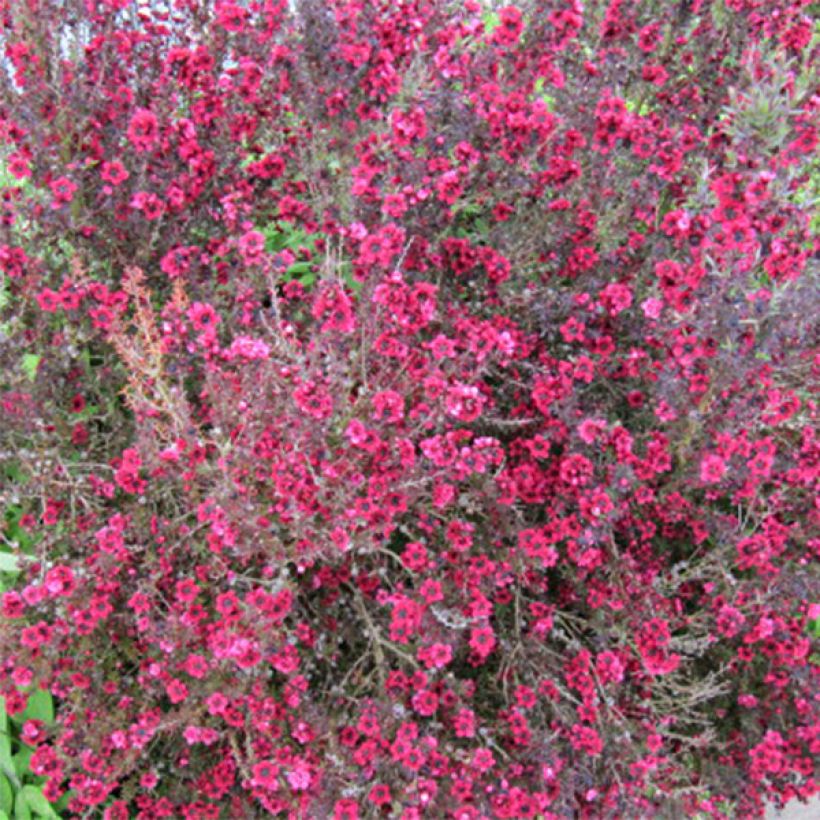 Leptospermum Red Damask (Kwitnienie)