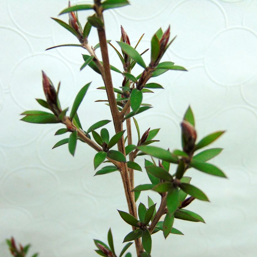 Leptospermum Red Damask (Ulistnienie)