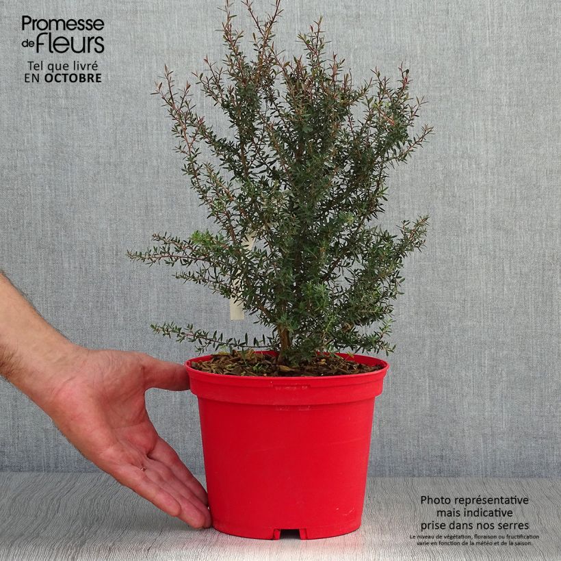 Przykładowy wygląd Leptospermum Red Damask Doniczka 3L/4L w momencie dostawy jesienią