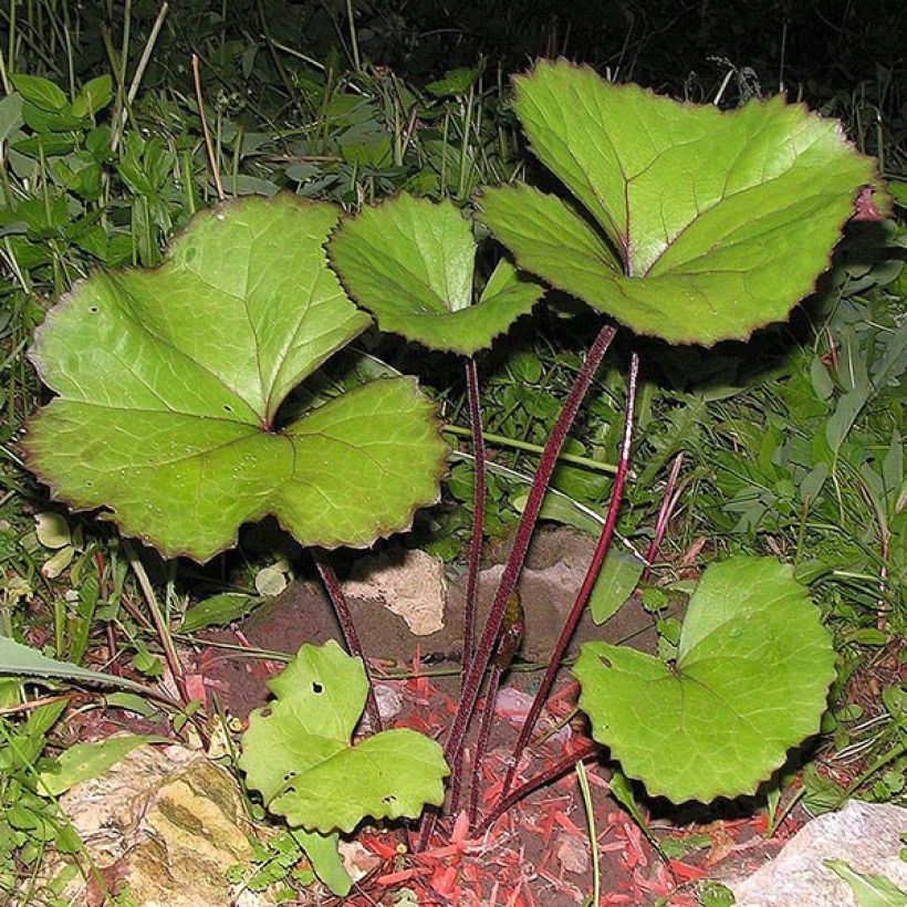 Języczka pomarańczowa Desdemona (Ulistnienie)