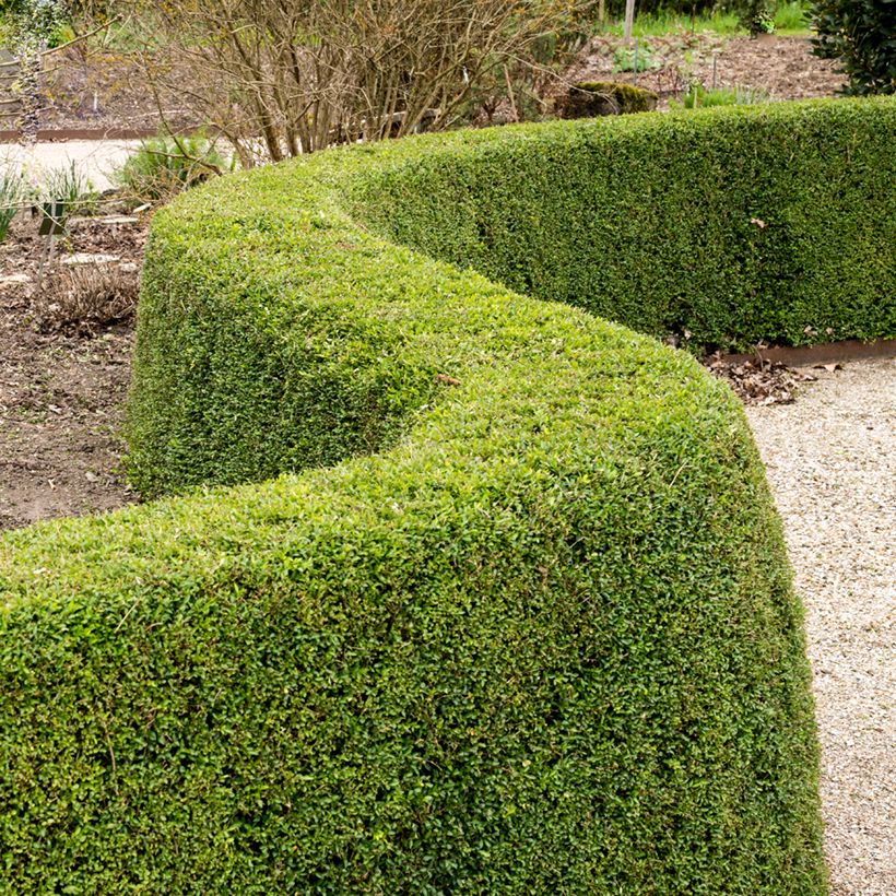 Suchodrzew mirtolistny Elegant (Plant habit)