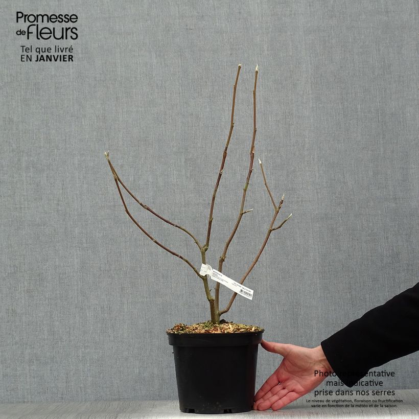 Przykładowy wygląd Magnolia naga Iolanthe Doniczka 4L/5L w momencie dostawy zimą