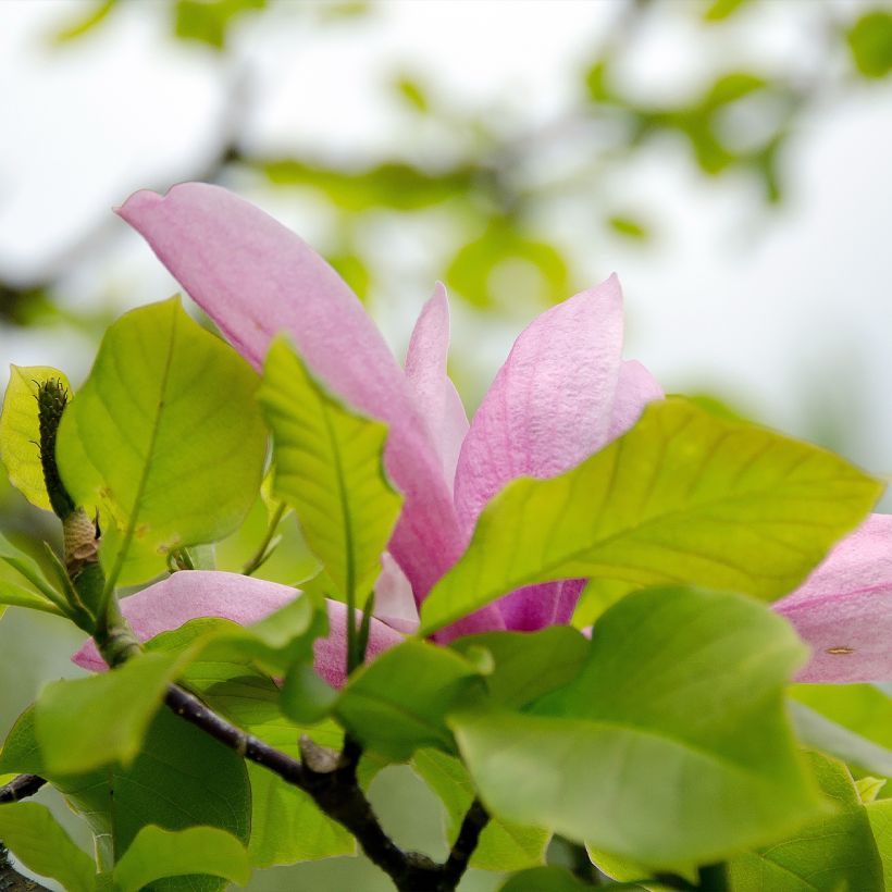 Magnolia naga Iolanthe (Ulistnienie)