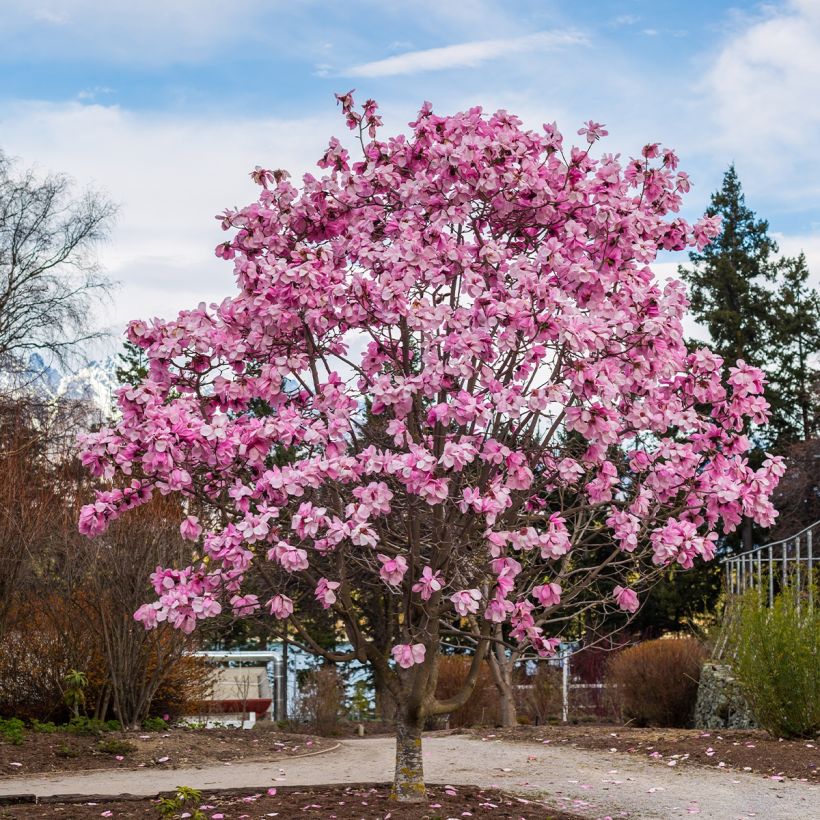 Magnolia naga Iolanthe (Pokrój rośliny)