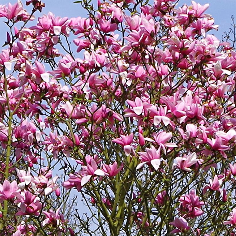Magnolia Star Wars (Kwitnienie)