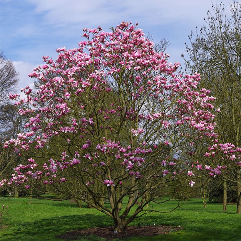 Magnolia Star Wars (Pokrój rośliny)