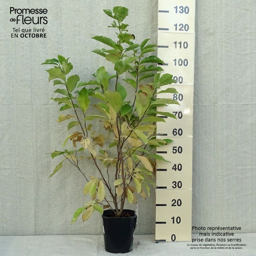 Przykładowy wygląd Magnolia Susan Doniczka 3L/4L w momencie dostawy jesienią