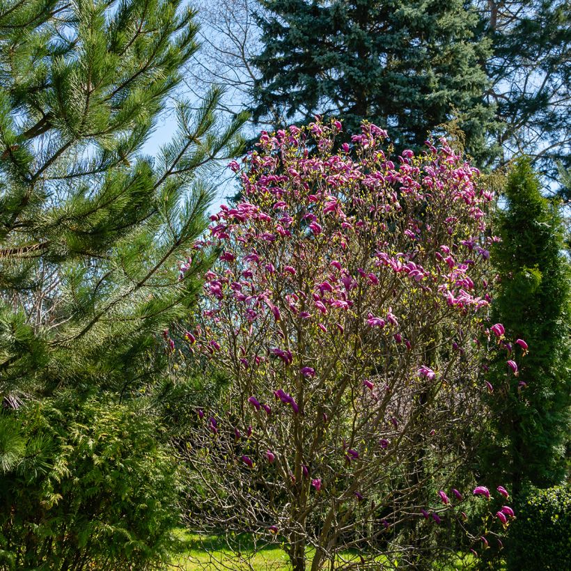 Magnolia Susan (Pokrój rośliny)