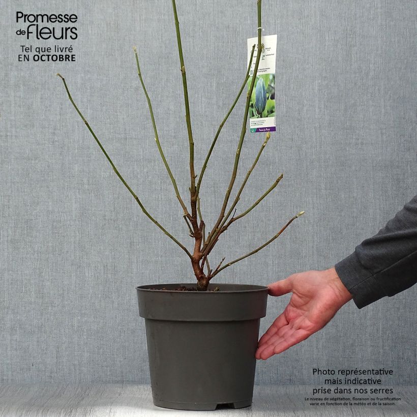 Przykładowy wygląd Magnolia drzewiasta Blue Baby Doniczka 6L/7L w momencie dostawy jesienią