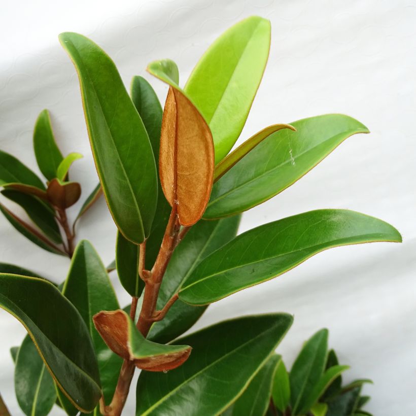 Magnolia wielkokwiatowa Alta Tmgh (Ulistnienie)