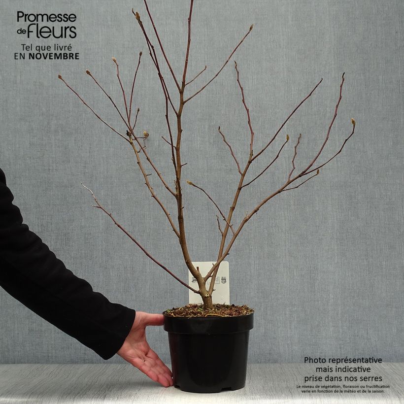 Przykładowy wygląd Magnolia gwiaździsta Royal Star Doniczka 3L/4L w momencie dostawy jesienią