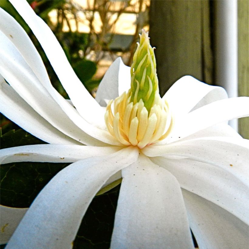 Magnolia gwiaździsta Royal Star (Kwitnienie)