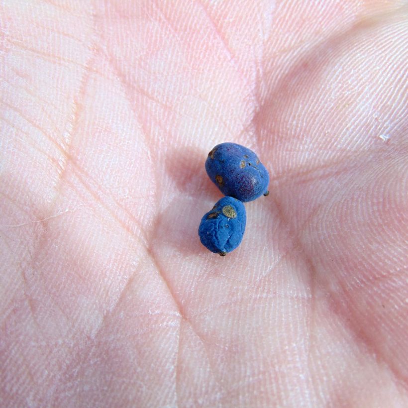 Mahonia chińska Soft Caress (Zbiór)