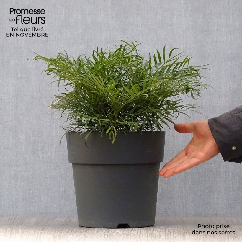 Przykładowy wygląd Mahonia chińska Soft Caress Doniczka 7,5L/10L w momencie dostawy jesienią
