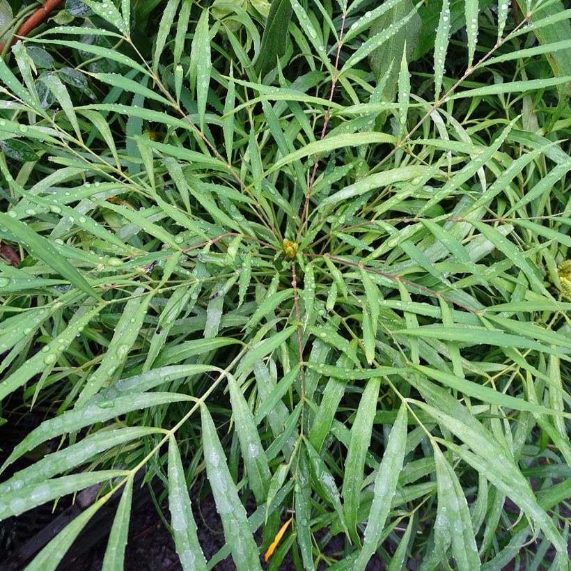 Mahonia chińska Soft Caress (Ulistnienie)