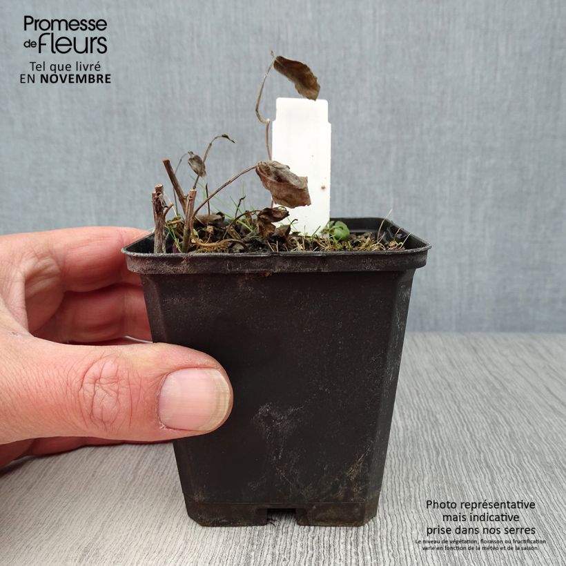 Przykładowy wygląd Pysznogłówka dęta Scorpion Doniczka 8/9 cm w momencie dostawy jesienią