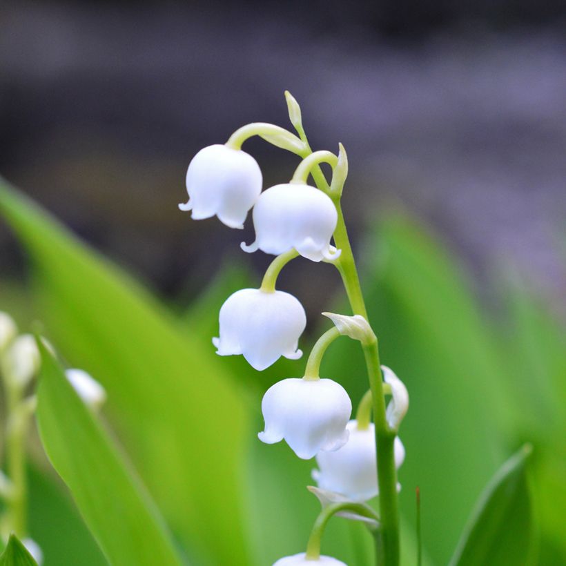 Konwalia majowa - Convallaria majalis (Kwitnienie)
