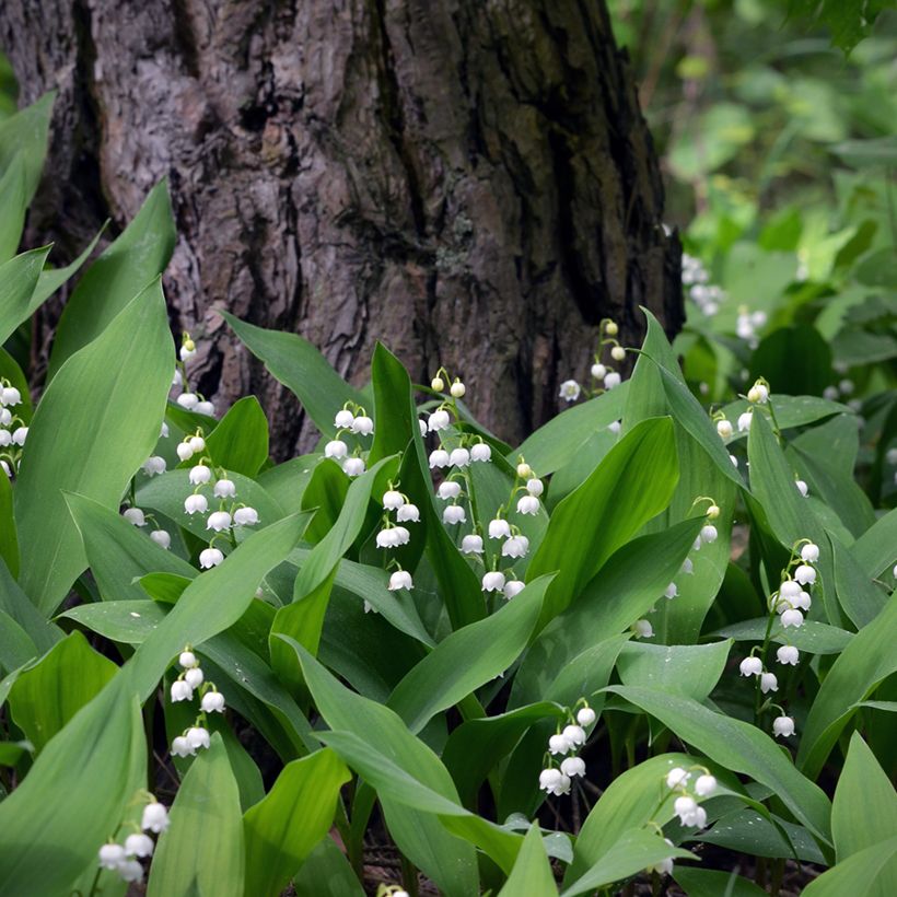 Konwalia majowa - Convallaria majalis (Plant habit)