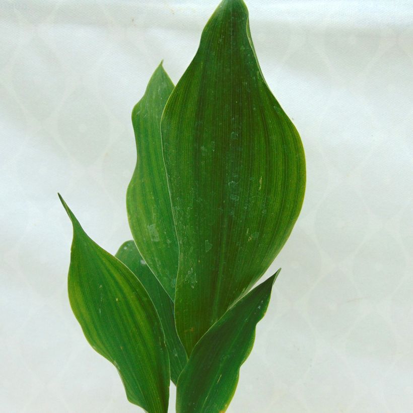Konwalia majowa - Convallaria majalis (Ulistnienie)