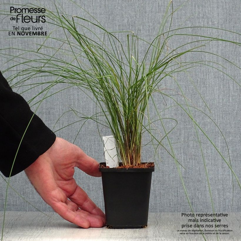 Przykładowy wygląd Muhlenbergia capillaris - Przyostnia włosowata Doniczka 8/9 cm w momencie dostawy jesienią