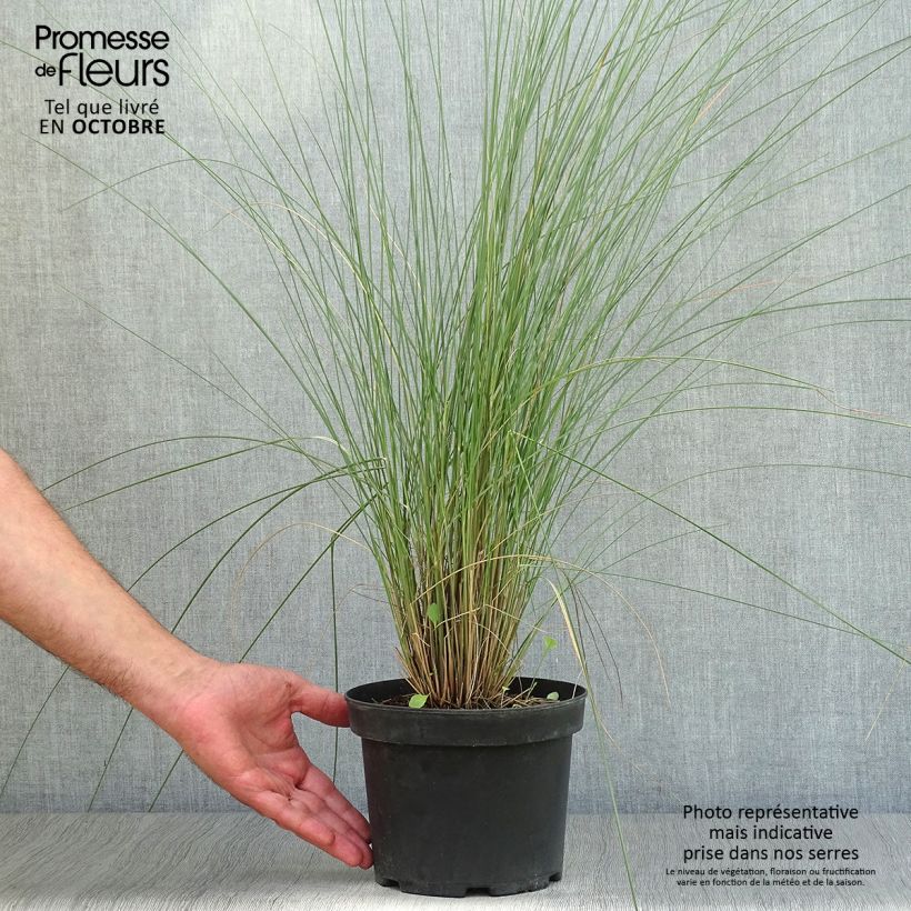 Przykładowy wygląd Muhlenbergia capillaris - Przyostnia włosowata Doniczka 2L/3L w momencie dostawy jesienią