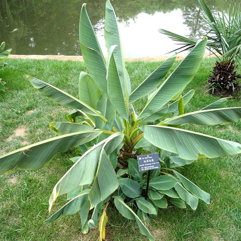 Musella lasiocarpa - Bananek chiński (Ulistnienie)