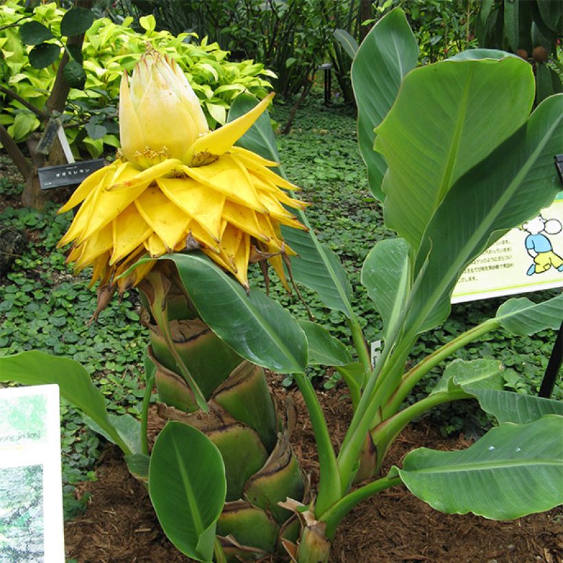 Musella lasiocarpa - Bananek chiński (Pokrój rośliny)