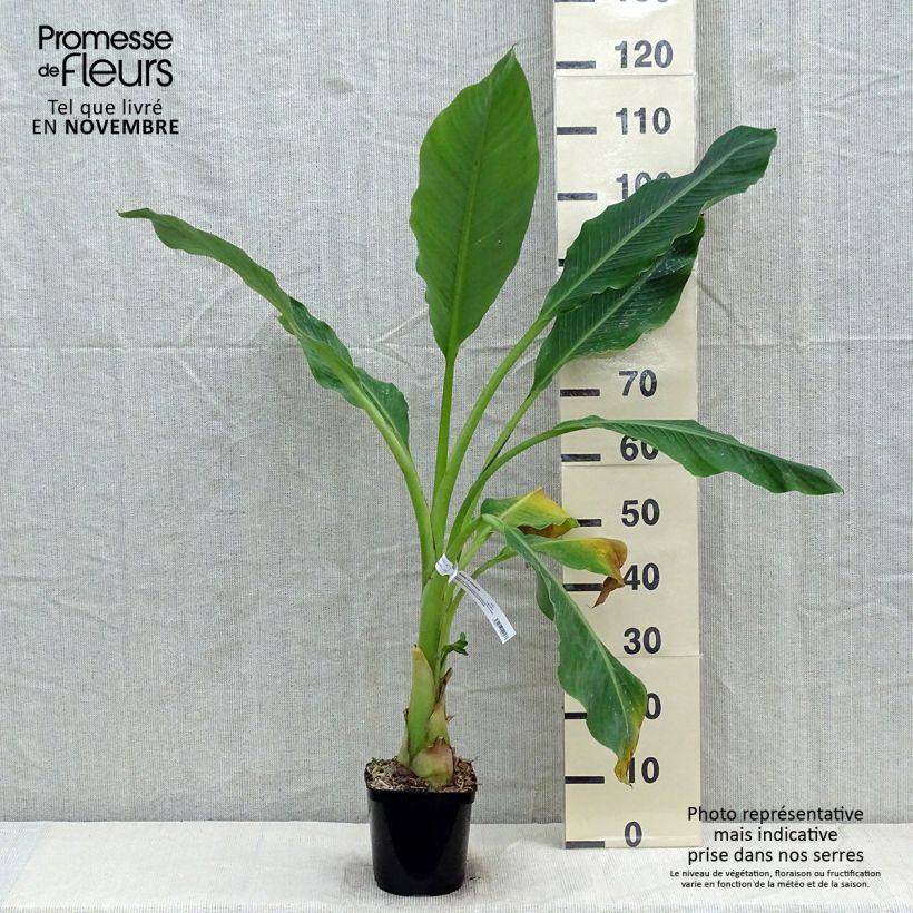Przykładowy wygląd Musella lasiocarpa - Bananek chiński Doniczka 2L/3L w momencie dostawy jesienią
