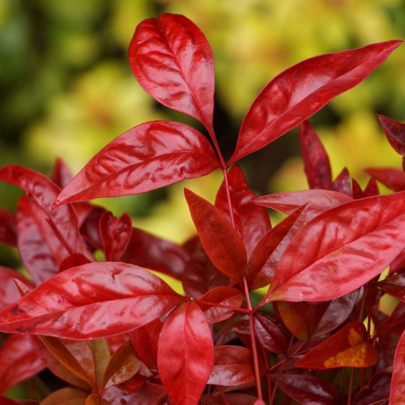 Nandina domowa Blush Pink Aka (Ulistnienie)