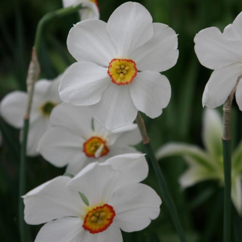 Narcyz poetycki Actaea (Kwitnienie)