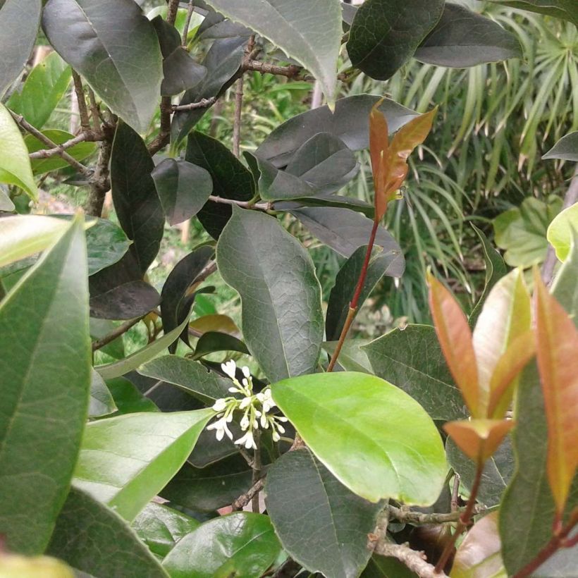 Wończa pachnąca - Osmanthus fragrans (Ulistnienie)