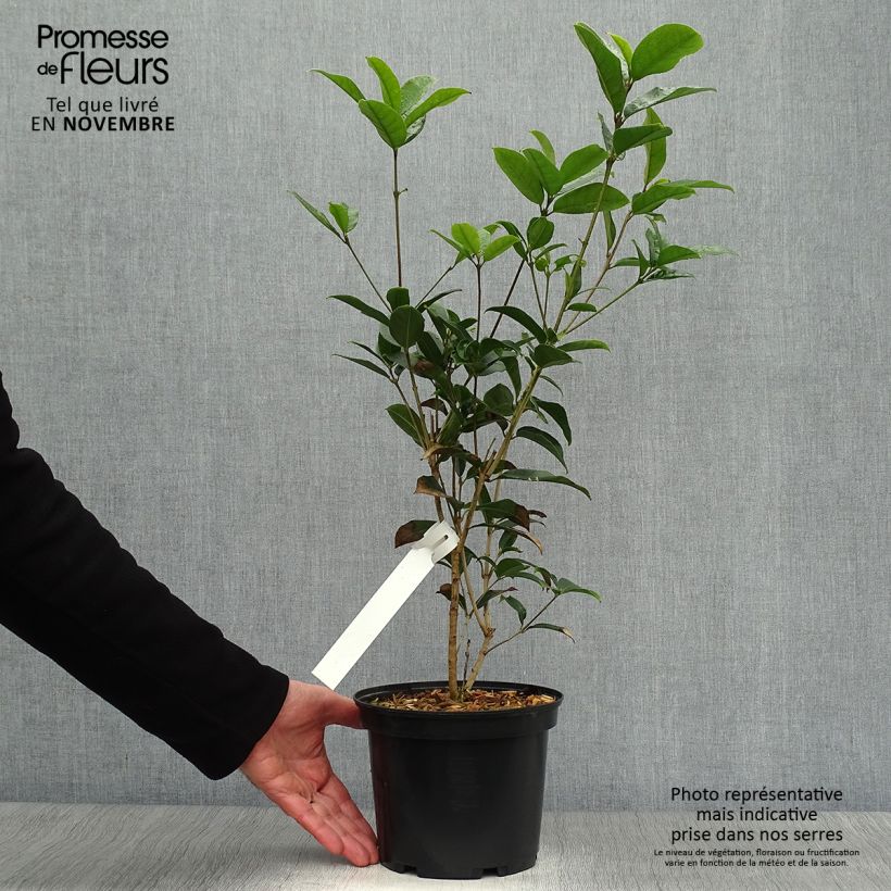 Przykładowy wygląd Wończa pachnąca - Osmanthus fragrans Doniczka 2L/3L w momencie dostawy jesienią