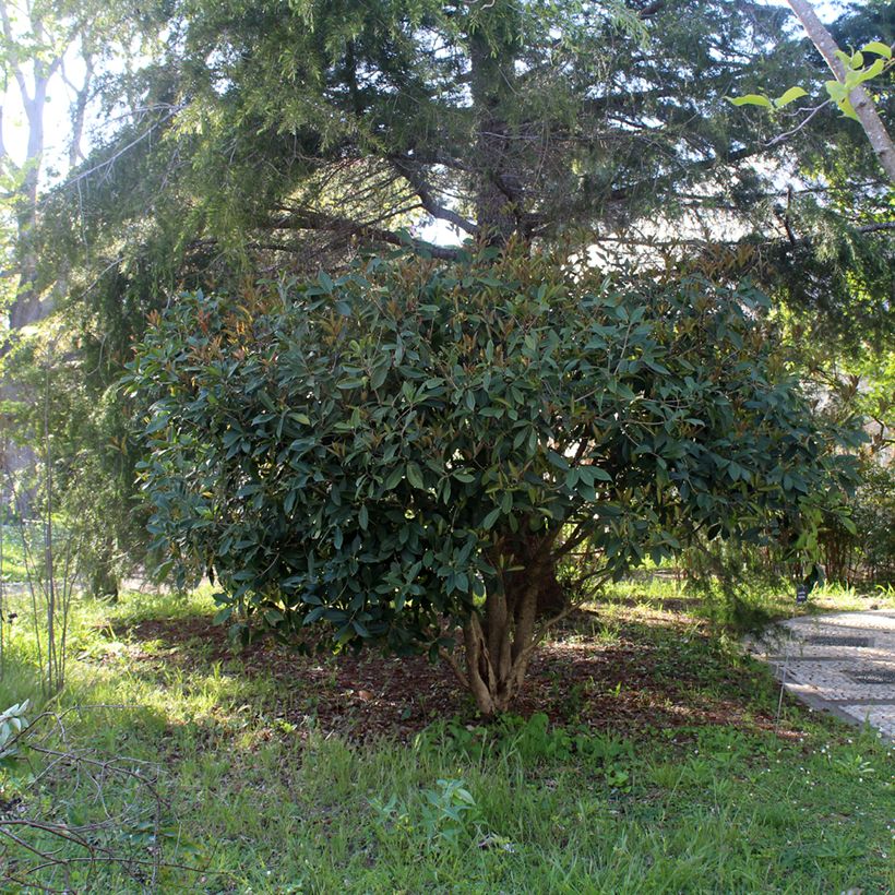 Wończa pachnąca - Osmanthus fragrans (Pokrój rośliny)