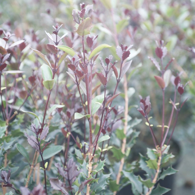Osmantus kolczasty Purpureus (Ulistnienie)