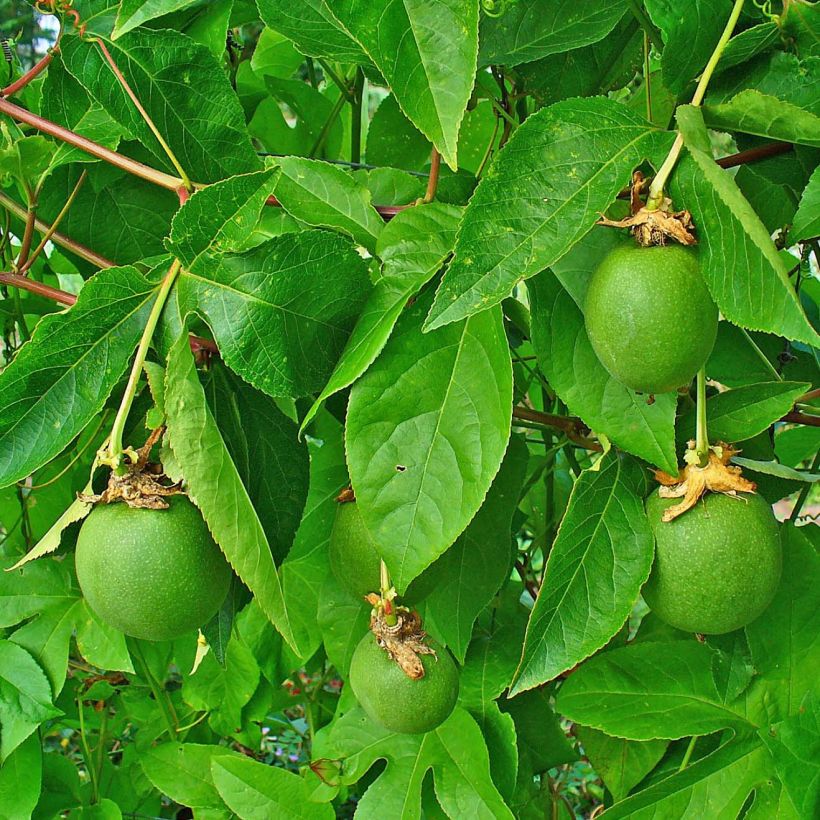 Męczennica cielista - Passiflora incarnata (Ulistnienie)