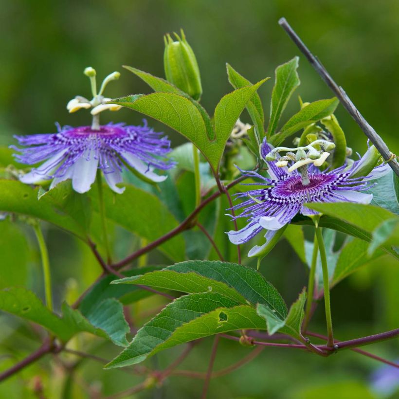 Męczennica cielista - Passiflora incarnata (Kwitnienie)