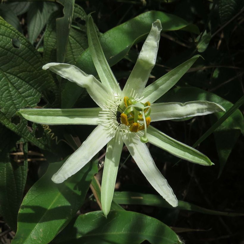 Passiflora mucronata (Kwitnienie)