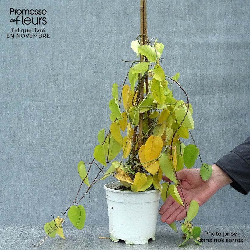 Przykładowy wygląd Passiflora mucronata Doniczka 2L/3L w momencie dostawy jesienią
