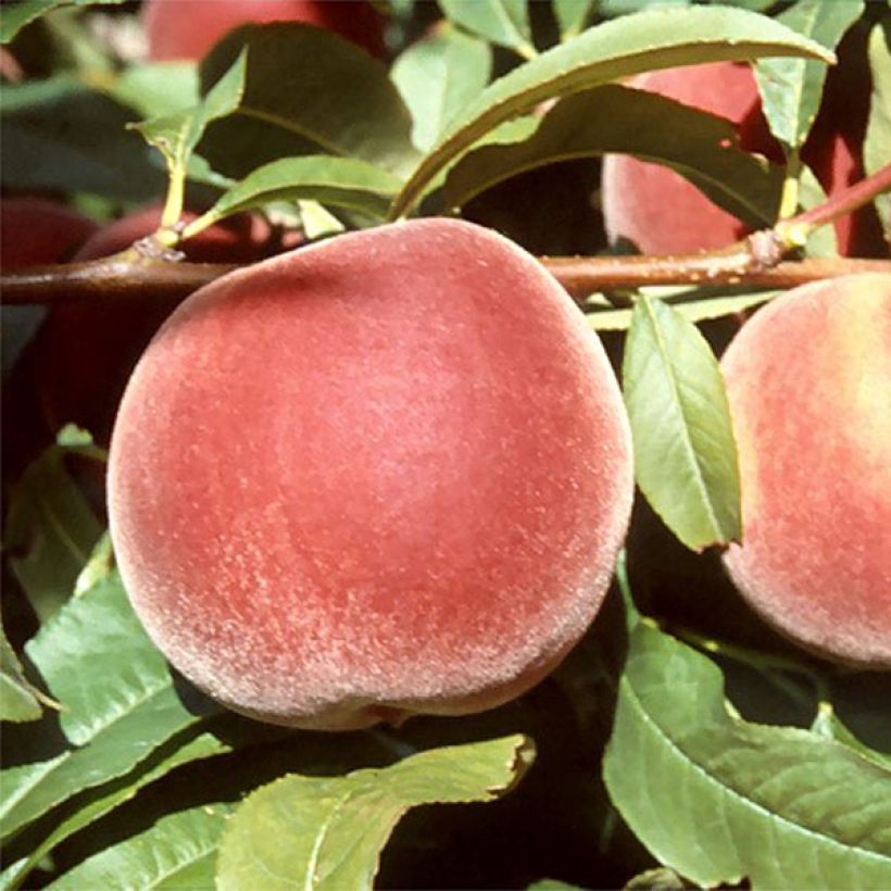 Brzoskwinia Michelini (Zbiór)