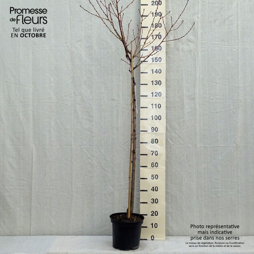 Przykładowy wygląd Brzoskwinia Redhaven Doniczka 7,5L/10L, Forma półpienna w momencie dostawy jesienią