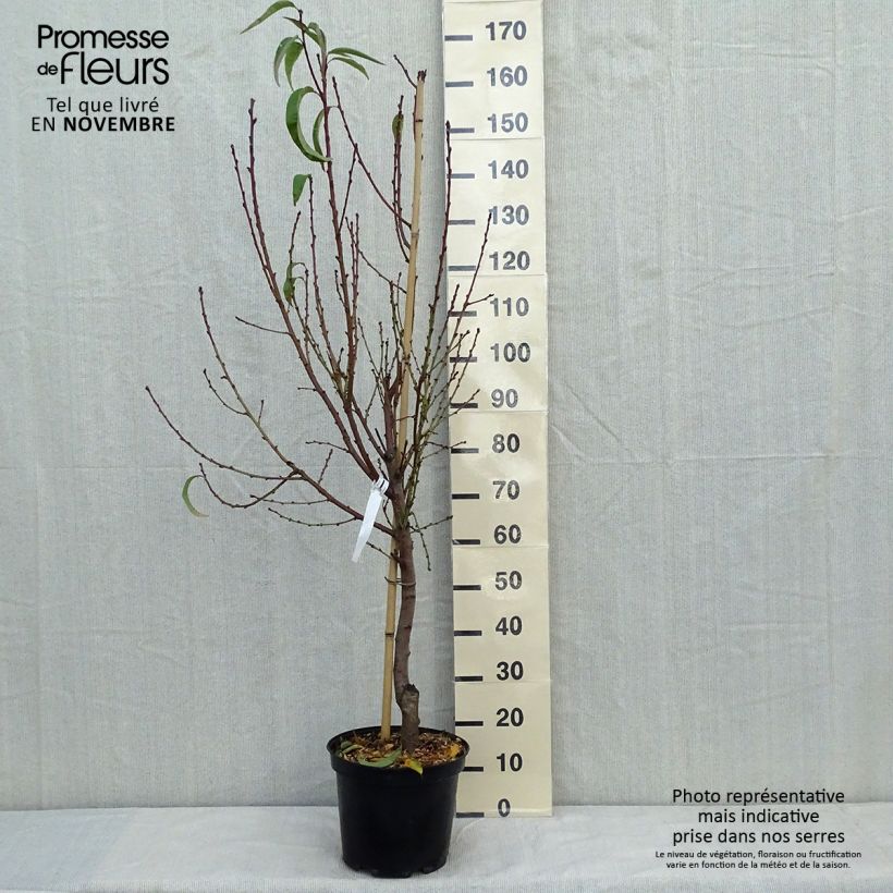 Przykładowy wygląd Brzoskwinia Sanguine vineuse Doniczka 7,5L/10L, Forma pucharowa w momencie dostawy jesienią