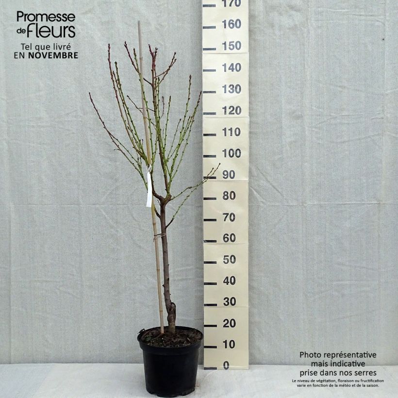 Przykładowy wygląd Brzoskwinia Téton de Venus Doniczka 7,5L/10L, Forma pucharowa w momencie dostawy jesienią