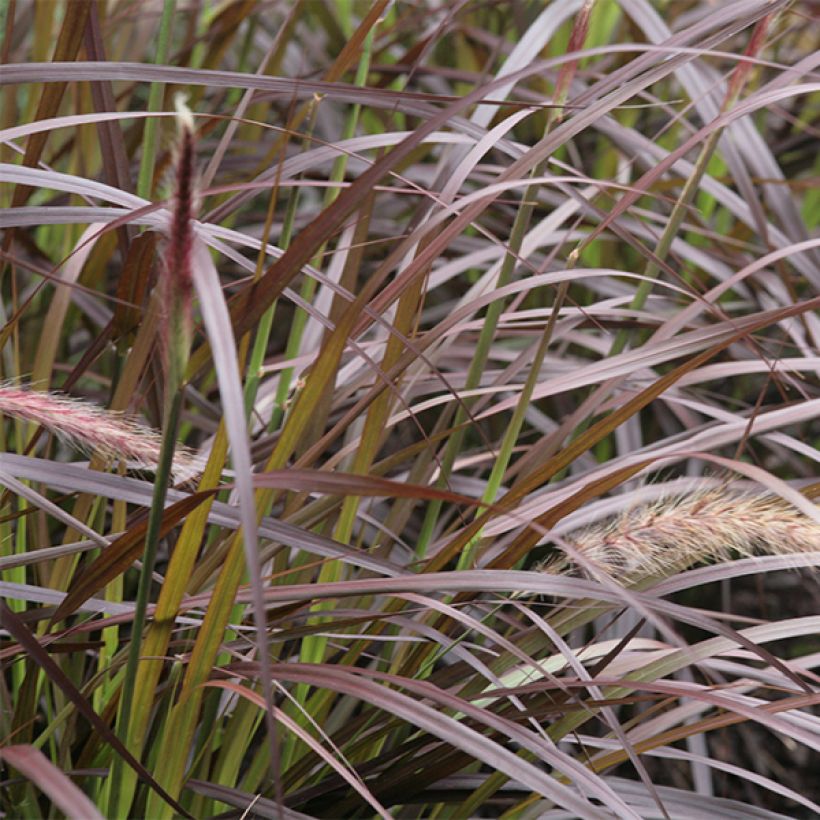 Cenchrus x cupreus Rubrum - Rozplenica obca (Ulistnienie)