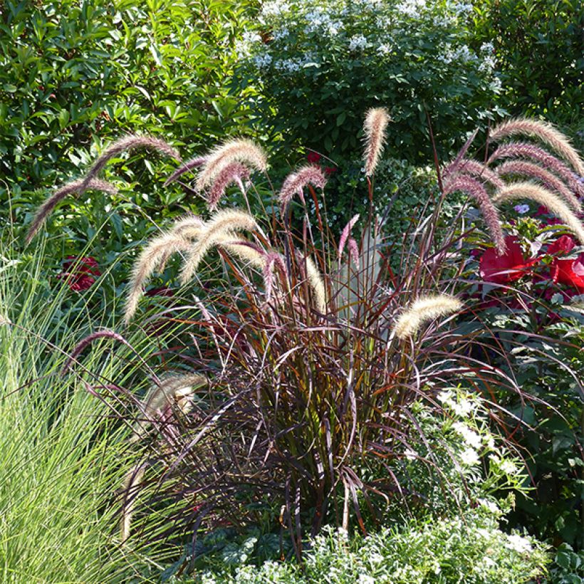 Cenchrus x cupreus Rubrum - Rozplenica obca (Plant habit)