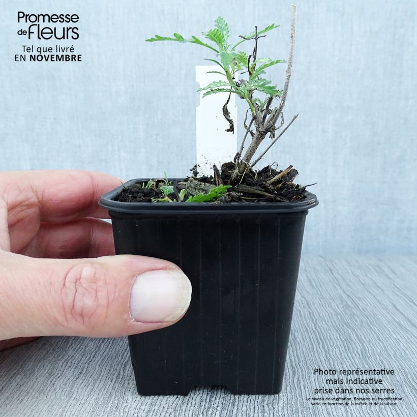 Przykładowy wygląd Perowskia łobodolistna Blue Spire Doniczka 8/9 cm w momencie dostawy jesienią