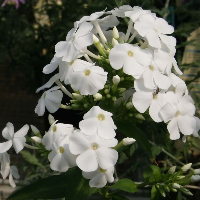 Floks wiechowaty David (Kwitnienie)