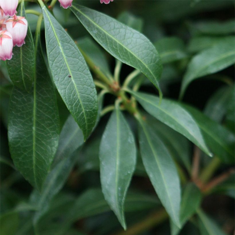 Pieris japoński Katsura (Ulistnienie)