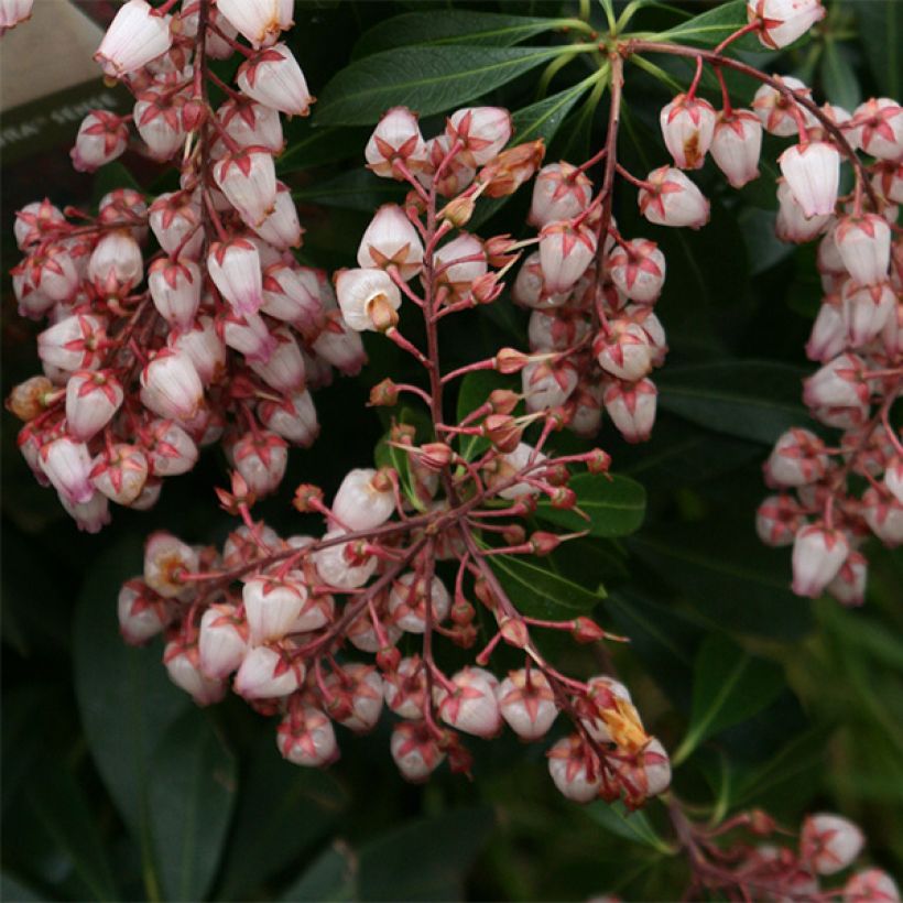 Pieris japoński Katsura (Kwitnienie)